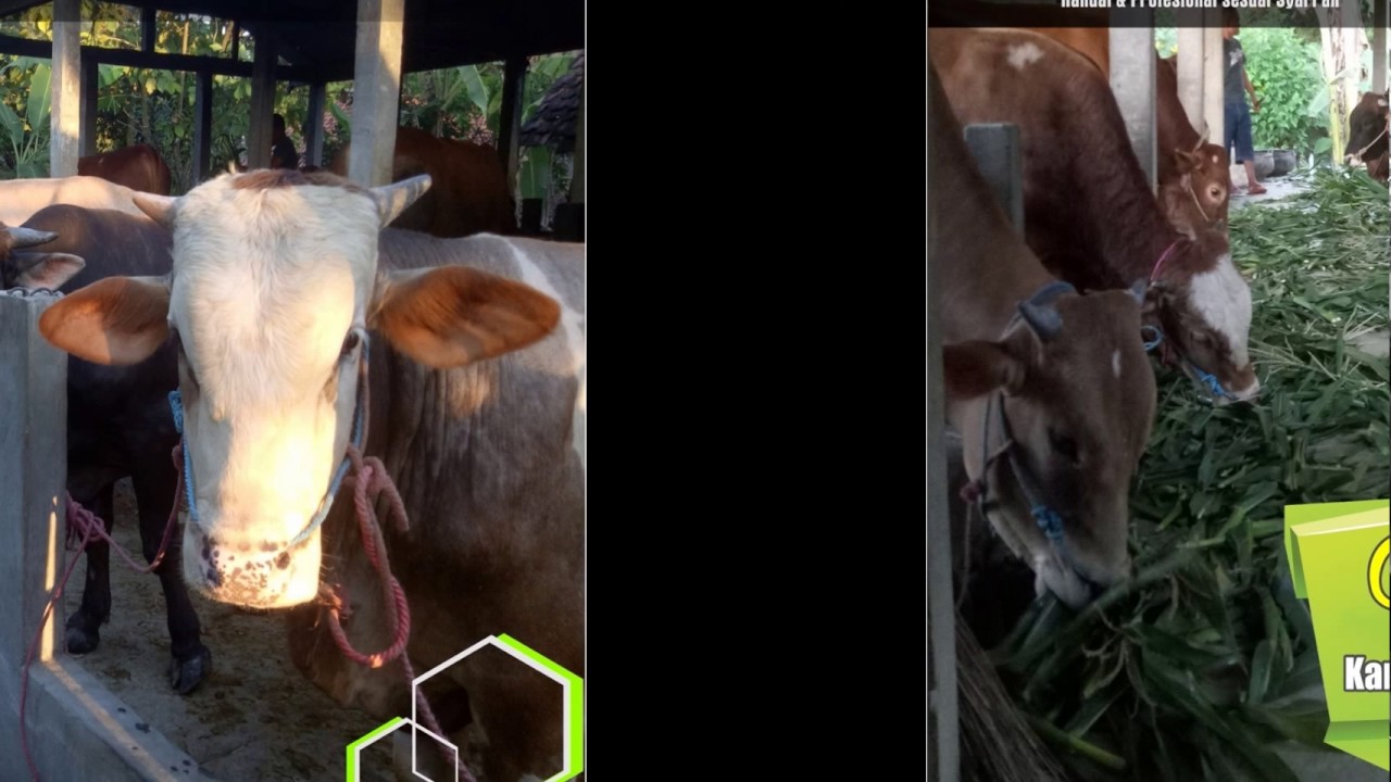 Harga Sapi Potong Timbang Hidup Sidoarjo | 0851 0388 8802 (Telkomsel