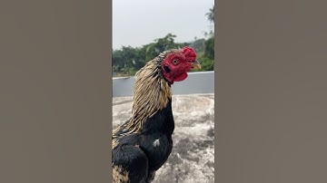 Java Aseel Murga #shorts #short #aseelmurga