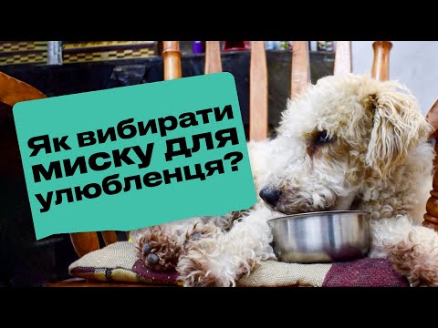 Как правильно выбрать миску любимцу?