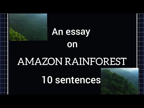 essay about the amazon rainforest