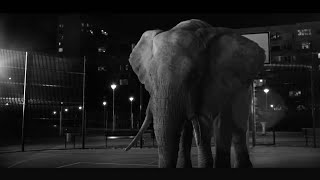 Elephant Trail Christmas Advert 2020 Wwf