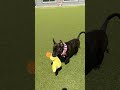 Spook plays with a toy