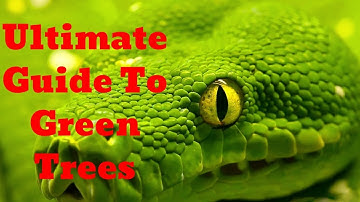 Learn how to take care of green tree pythons
