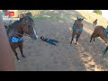 CAIU DO CAVALO E A TURMA DO PARQUE GUARANI DANDO UMA SUADA NA TROPA