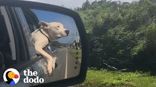 This Pittie Was Not Supposed To Make It...Now Look At His Transformation! | The Dodo Pittie Nation