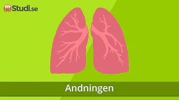 Vad är gasutbyte i lungorna?