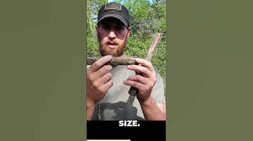 How to Make the Paiute Deadfall (Survival & Bushcraft)