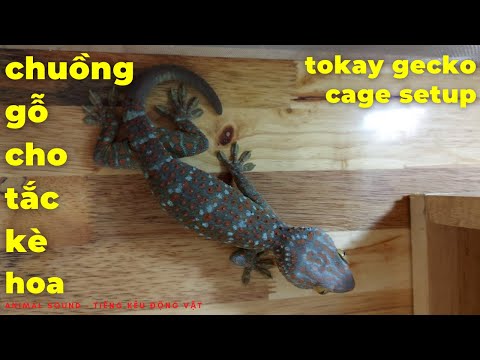 Video Làm Chuồng Gỗ Cho Tắc Kè Hoa Mới Bắt - Wooden Cage For... - youtube