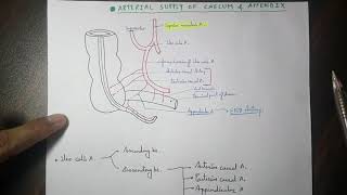 Abdominal Aorta - 5, Ilio Colic Artery Branches