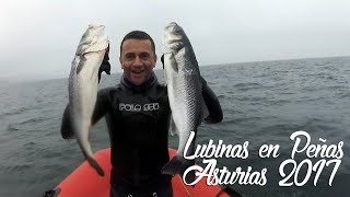 Lubinas en Peñas (Asturias 2017)