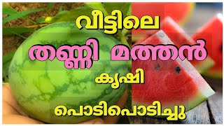 തണ്ണിമത്തനും ഇനി വീട്ടിൽ കൃഷി ചെയ്യാം | Thannimathan krishi malayalam | Thanneer mathan krishi tips