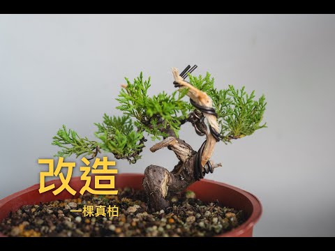 改造一棵真柏的過程⏐真柏改作⏐糸魚川真柏塑形⏐盆栽造型- YouTube