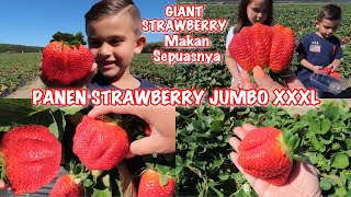 HARVEST STRAWBERRY JUMBO XXXL UNLIMITED UNTIL YOU GO CRAZY EATING ALL YOU CAN | SO HUGE