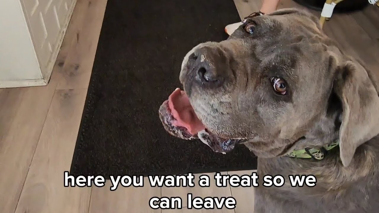 When a CANE CORSO Dog Wants to Stop at a Bakery to Get Dog Treats