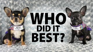 PUPPY TRAINING WHO DID IT BETTER? Sweetie Pie Pets by Kelly Swift by Sweetie Pie Pets 871 views 3 months ago 3 minutes, 59 seconds