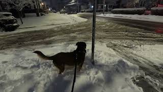 Walking the Dog on the Northside of Jamestown NY After a Snowstorm. March 2023 #snowdog #snowdogs