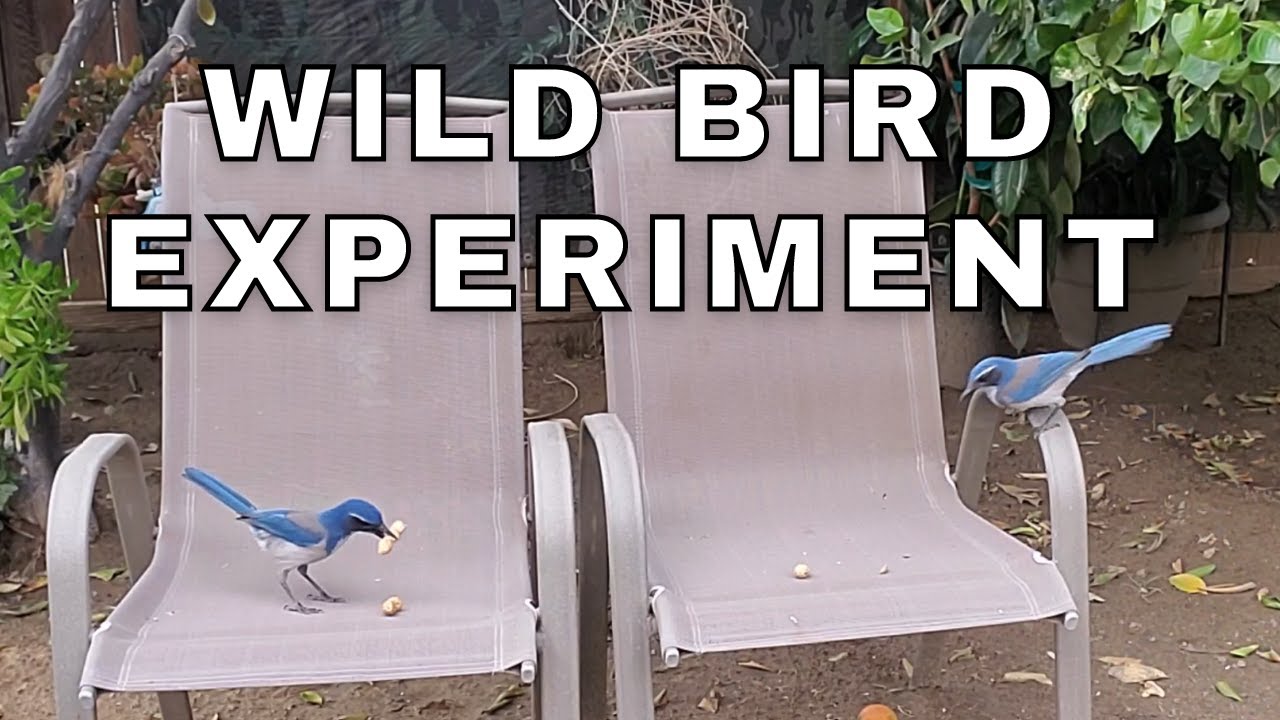 California Scrub Jay Intelligence - Smart Birds