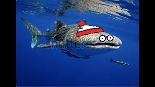 Where do Whale Sharks go? My Data Visualization Review.