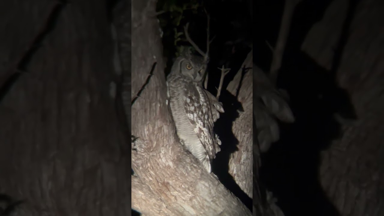 Spotted eagle owl at Pafuri