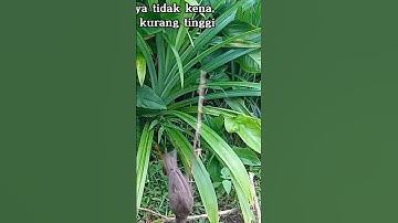 Perangkap burung trucukan#shortsvideo #subscribe #burung