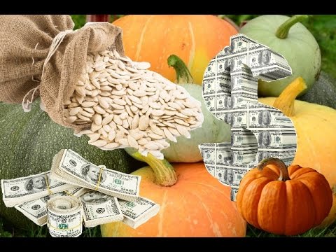 Как заработать на Тыквенной семечке. Бизнес план Pumpkin. Мечта украинца.