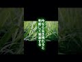 雑草の種は何十年も眠り続けるのに、野菜の種は2年で力を失う。この差には“生き残る場所の違い”がある。自然で進化した草と、人の畑で進化した
