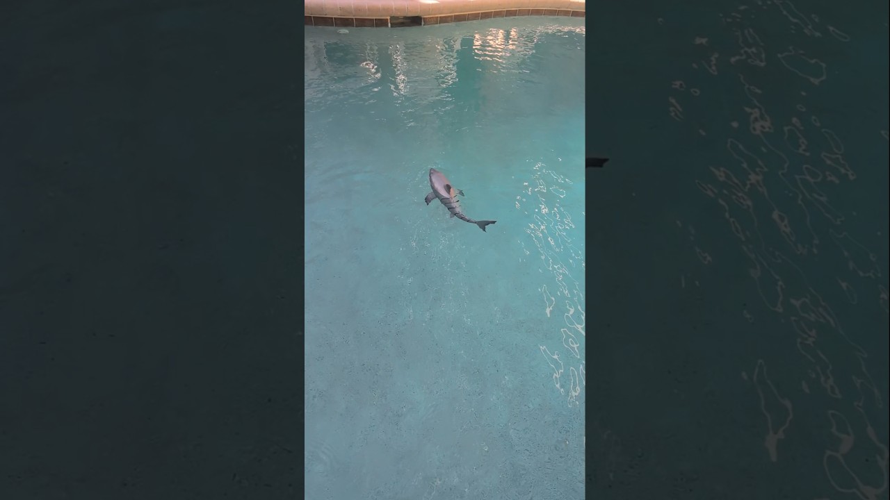 Baby Great White in captivity 