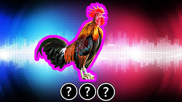 🎧💥🐓13 sound variations of rooster crowing in 60 seconds