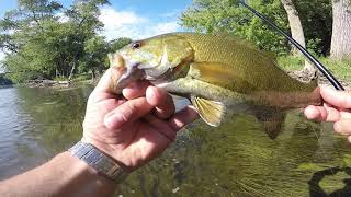 Kankakee River State park Smallmouth Bass