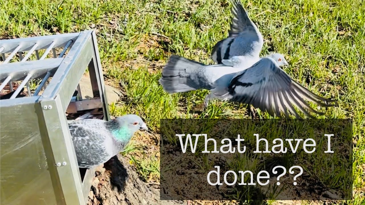 Racing pigeons toss more than 2x previous distance SUCCESS or DISASTER