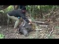 Injured Buffalo gets help through a wild boar from wildlife officers