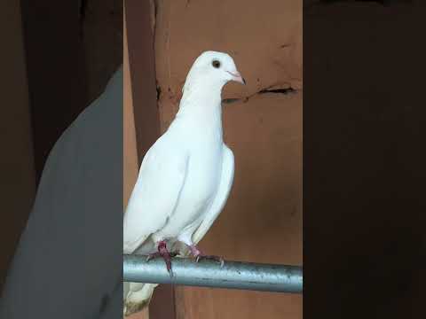 🦅🚩#kabutar #kabutarbazi by Rajpeet Singh Vlogs