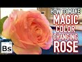 How to make a color changing rose  science or magic