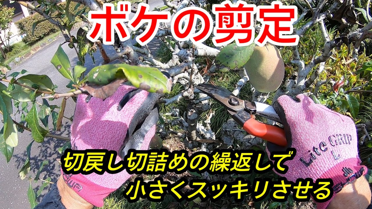 Pruning Japanese quince] Repeated cutting back and trimming keeps