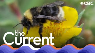 Does a bee have an inner life? | The Current
