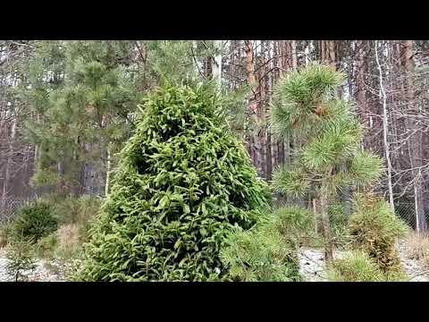 Видео: Опитвали ли сте 