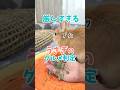 せっかくの手作りおやつに厳しすぎる判定をしてくるウサギが面白すぎた。 #うさぎパパ #うさぎ #うさぎのいる暮らし #rabbit #bunny #mybunny #cuteanimals