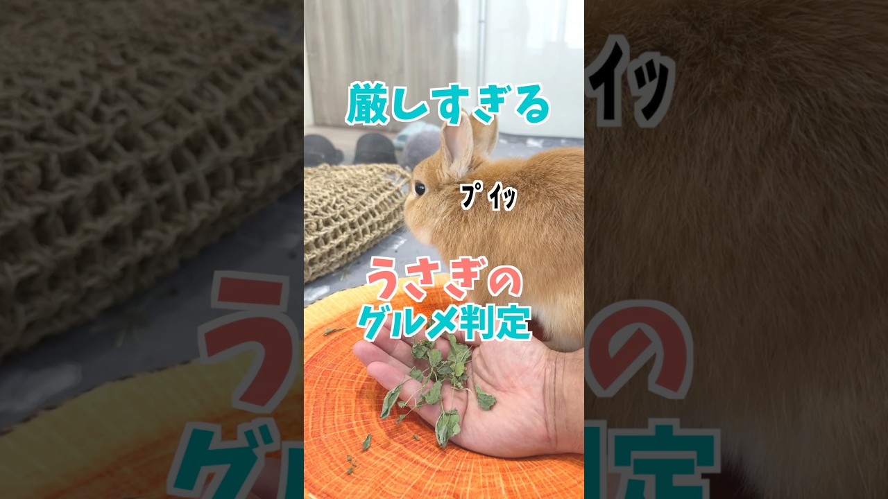 せっかくの手作りおやつに厳しすぎる判定をしてくるウサギが面白すぎた。 #うさぎパパ #うさぎ #うさぎのいる暮らし #rabbit #bunny #mybunny #cuteanimals