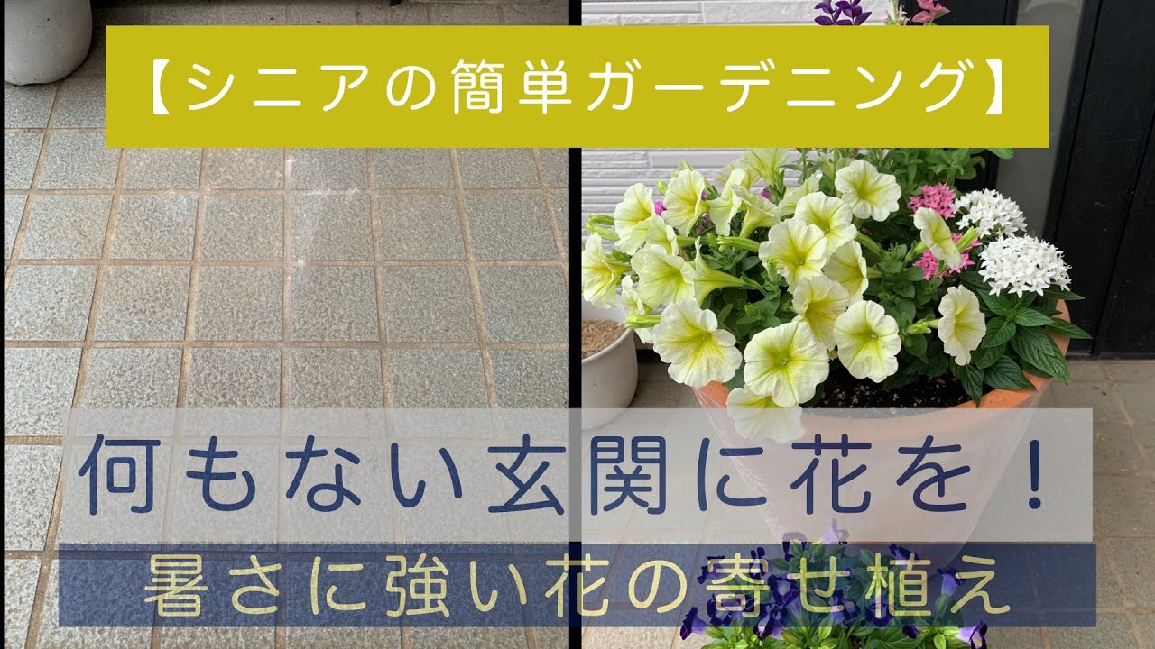 簡単ガーデニング 暑さに強い花の寄せ植え 人気のペチュニアを中心に Youtube