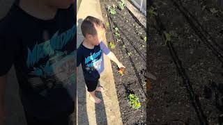 Garden Update 🪏 May 29, 2026 #iwetmyplants #flowers #strawberrypatch #vegetables #fruit #familytime