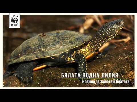 Видео: Бяла водна лилия