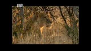 Into The Pride fight with lions Dave Salmoni