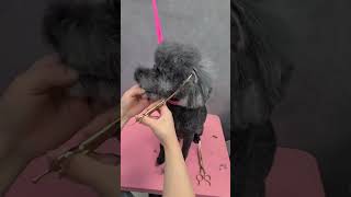 BLACK COAT BICHON FRISE'S GROOMING SECRETS #dog #puppyface #pet #puppygrooming #shihtzupuppy #pets