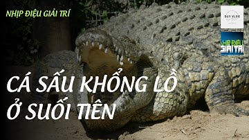 Đi Câu Cá Sấu Khổng Lồ Ở Suối Tiên | Nhịp Điệu Giải Trí