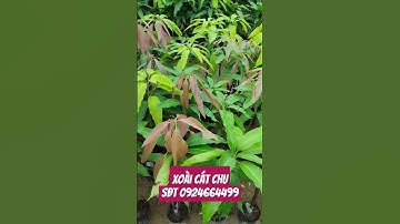 Xoài cát chu cây nhanh cho trái trái sai