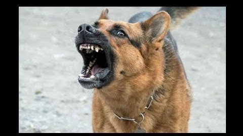 agent ransack -  the fastest file searching utility... for FREE