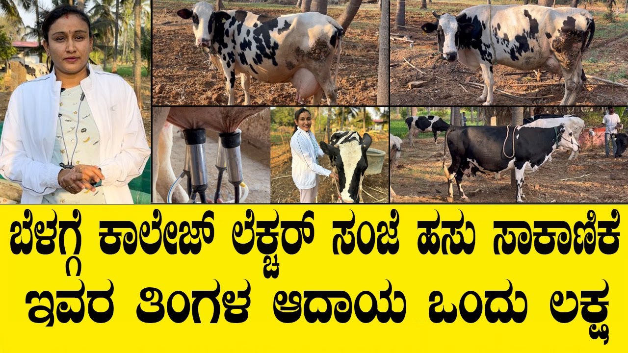 ಬೆಳಗ್ಗೆ ಕಾಲೇಜ್ ಲೆಕ್ಚರ್ ಸಂಜೆ ಹಸು ಸಾಕಾಣಿಕೆ ಇವರ ತಿಂಗಳ ಆದಾಯ ಒಂದು ಲಕ್ಷ..lady sucessfull dairy farming