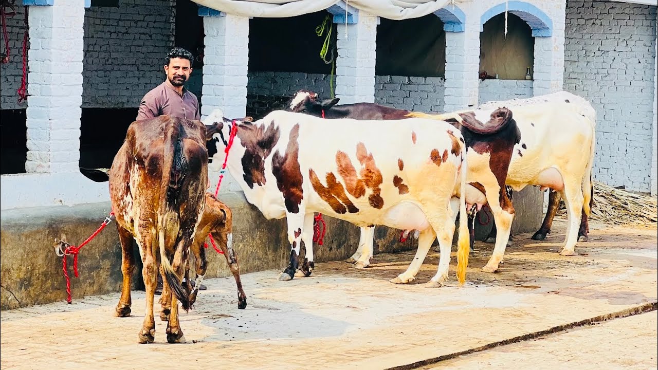 3 سجری سوئی 2 تیار ویڑیاں برائے فروخت 23 فروری 2026 ساروکی گجرات[8498176-0318]