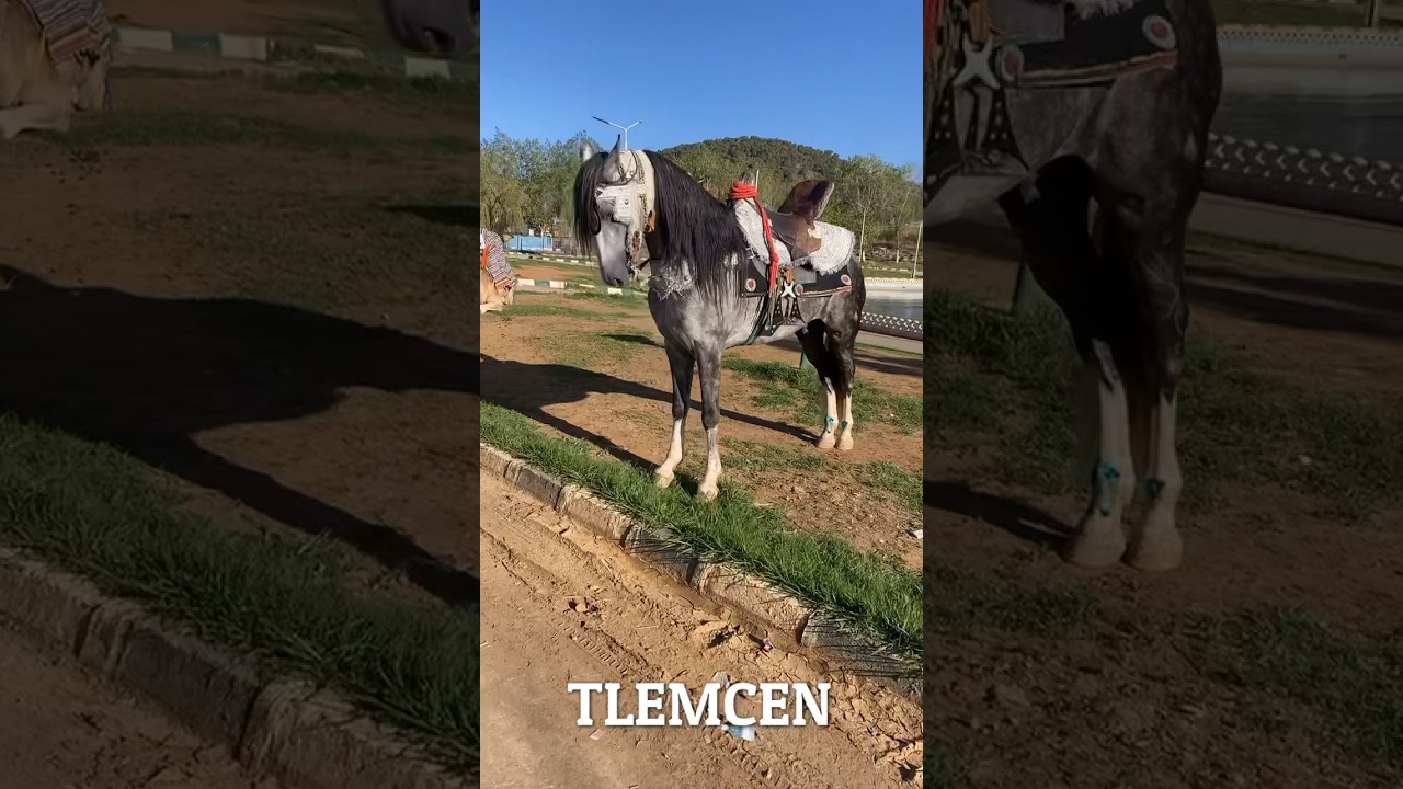 Tlemcen lala setti🇩🇿 