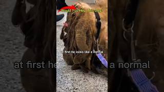 This Dog Couldn't Even See... 😢❤️ #dog  #dogrescue #transformation #animals #shorts